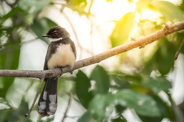 Πουλί (Μαλαισίας Pied Fantail) σε μια άγρια φύση — Φωτογραφία Αρχείου
