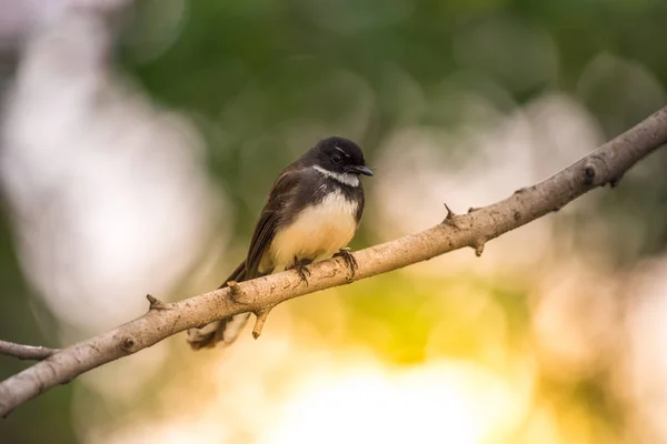 Vogel (malaiischer Rattenfänger) in freier Natur — Stockfoto