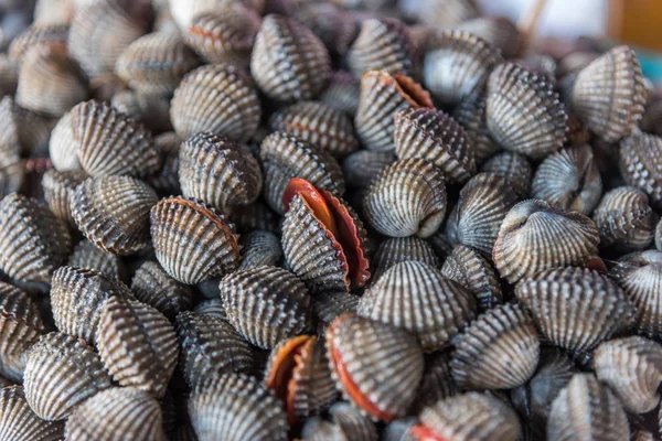 Cockles di mare crudo fresco vongole al mercato dei frutti di mare — Foto Stock