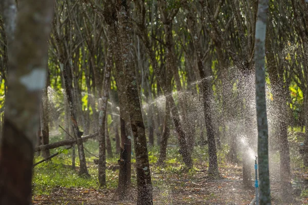 Árbol de goma en fila en una plantación de árboles de caucho —  Fotos de Stock