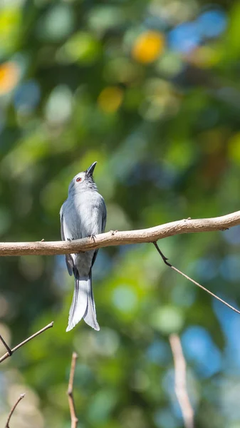 鸟 (灰 Drongo) 在树在自然狂放 — 图库照片
