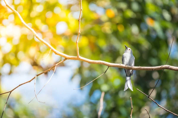 Pássaro (Ashy Drongo) em árvore na natureza selvagem — Fotografia de Stock