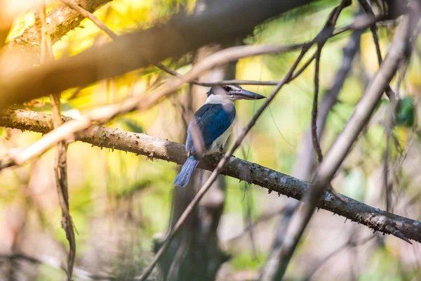 Pasăre (pescar cu guler alb) într-o natură sălbatică — Fotografie, imagine de stoc