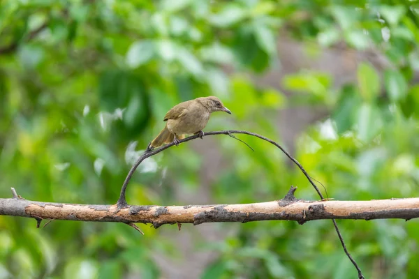 Pájaro (bulbul de orejas rayadas) en el árbol en la naturaleza salvaje — Foto de Stock