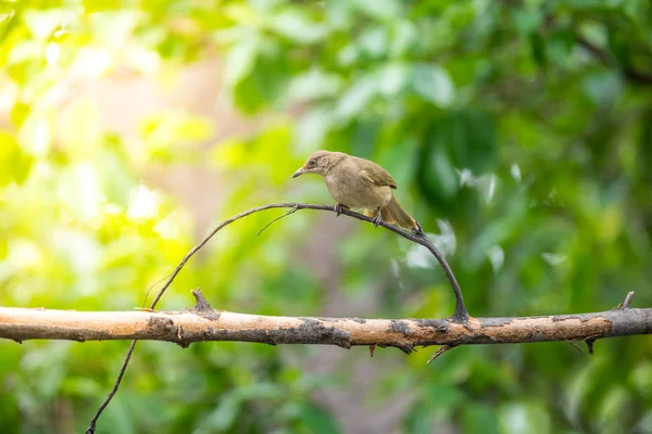 Pájaro (bulbul de orejas rayadas) en el árbol en la naturaleza salvaje — Foto de Stock