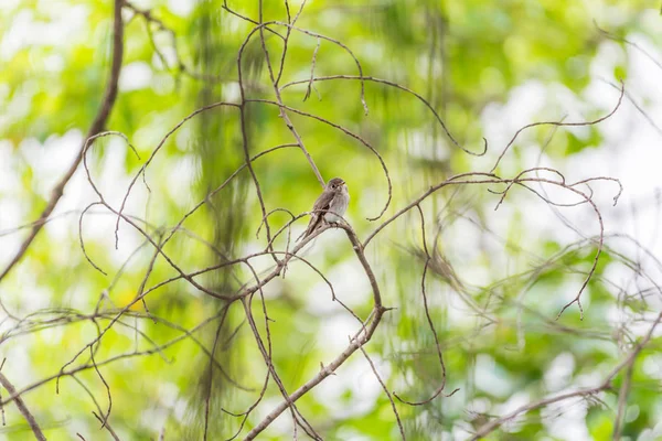 Pájaro (cazador de moscas marrón asiático) en la naturaleza salvaje —  Fotos de Stock