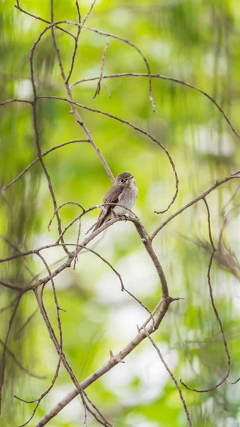 Fågel (Asiatisk brun flugsnappare) i naturen vilda — Stockfoto