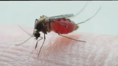 Sivrisinek (Aedes aegypti) kan kan emme sonra mide ile makro. Sıtma, ensefalit, Dang ve Zika virüs taşıyıcı sivrisinek olduğunu