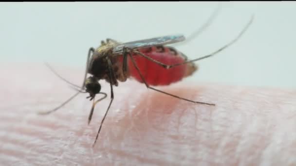 血を吸って後胃に血が付いた蚊 ネッタイシマカ のマクロ 蚊はマラリア 日本脳炎 デング熱 ジカのウイルスのキャリア — ストック動画
