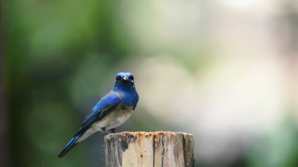 Vogel Blau Weißer Fliegenfänger Japanischer Fliegenfänger Männchen Blau Weißer Farbe — Stockvideo