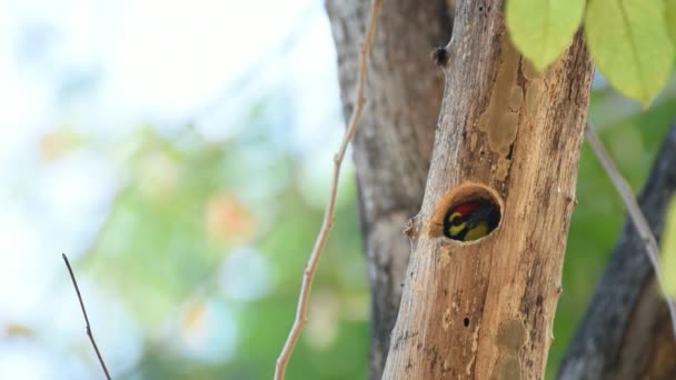 Vogel Koperslager Barbet Crimson Breasted Barbet Koperslager Megalaima Haemacephala Geel — Stockvideo