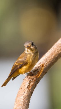 Vahşi doğada kuş (Ferruginous sinekkapan)