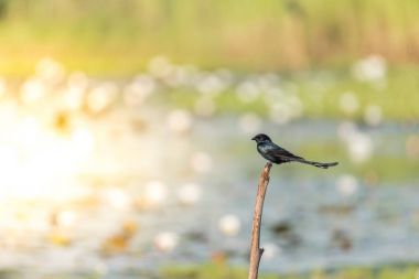 Vahşi doğada ağaçta kuş (siyah çaylak herif)