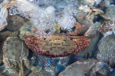 Taze çiğ çiçek Yengeç deniz ürünleri Market