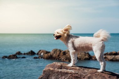 Köpek mutlu kayalık plaj eğlenceye zaman denizde seyahat
