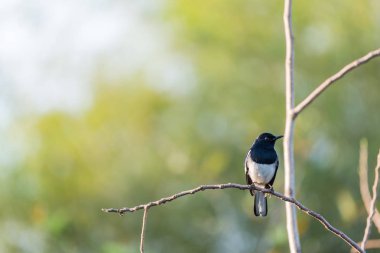 Vahşi doğada kuş (oryantal Saksağan-robin)