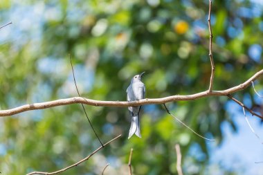Vahşi doğada ağaçta kuş (küllü çaylak herif)