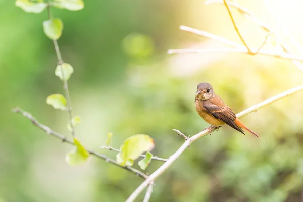 Vahşi doğada kuş (Ferruginous sinekkapan) — Stok fotoğraf