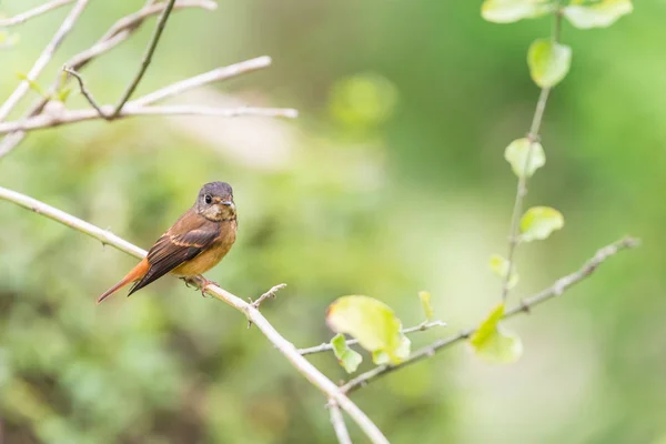 Vahşi doğada kuş (Ferruginous sinekkapan) — Stok fotoğraf