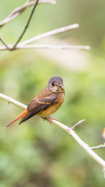 Aves (Ferruginous Flycatcher) en la naturaleza silvestre — Foto de Stock