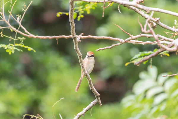 Pájaro (Marrón shrike) en el árbol en una naturaleza salvaje — Foto de Stock