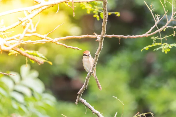 (Καφέ shrike) πουλί σε δέντρο σε μια άγρια φύση — Φωτογραφία Αρχείου