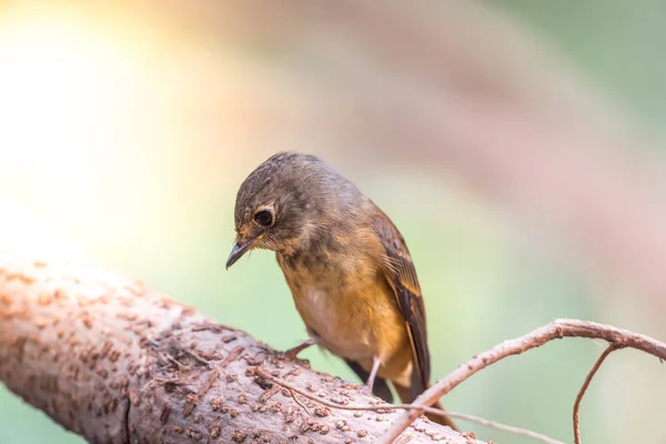 Pták (červenohnědá Flycatcher) v divoké přírodě — Stock fotografie