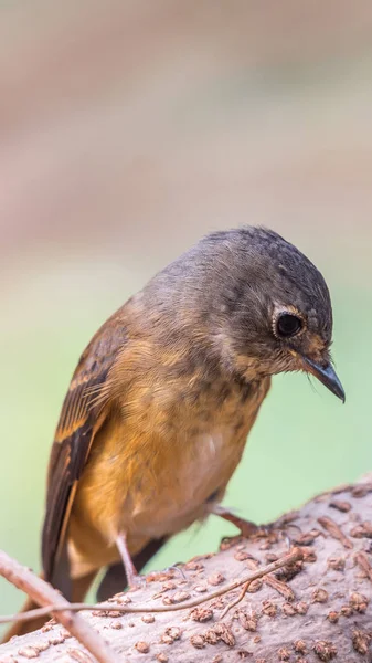 Bird (Ferruginous Flycatcher) in nature wild — Stock Photo, Image