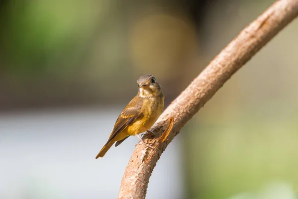 Pássaro (Flycatcher Ferruginoso) na natureza selvagem — Fotografia de Stock