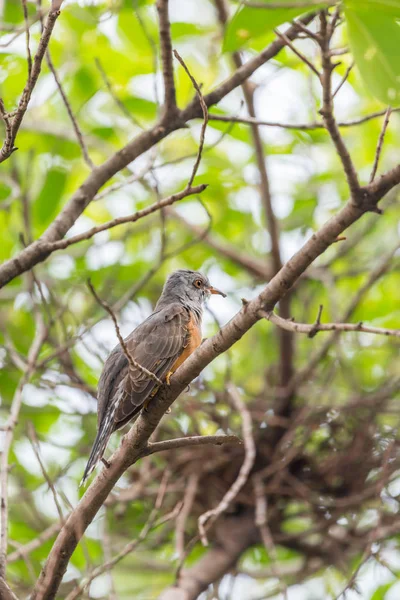 Pássaro (Cuckoo Plaintive) em uma natureza selvagem — Fotografia de Stock