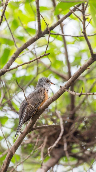 Pták (žalostné Cuckoo) v divoké přírodě — Stock fotografie