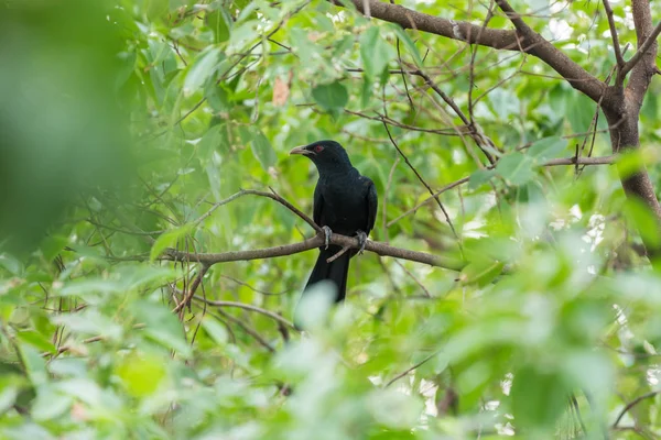 野生の自然の中の木の鳥 (アジア人) — ストック写真