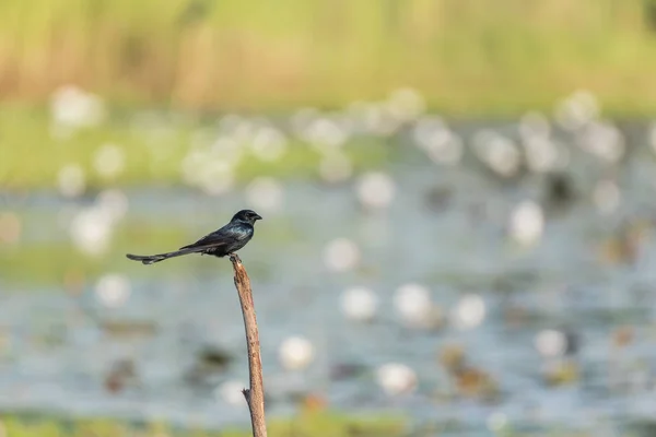 野生の自然の中の木の鳥 (黒オウチュウ) — ストック写真