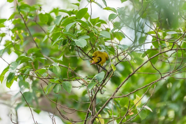 Pájaro (Oriol de Napa Negra) en una naturaleza salvaje — Foto de Stock