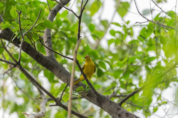 Vogel (Schwarznapfpirol) in freier Natur — Stockfoto