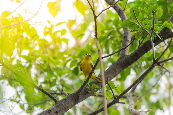 A természet vad madár (Feketefejű sárgarigó) — Stock Fotó