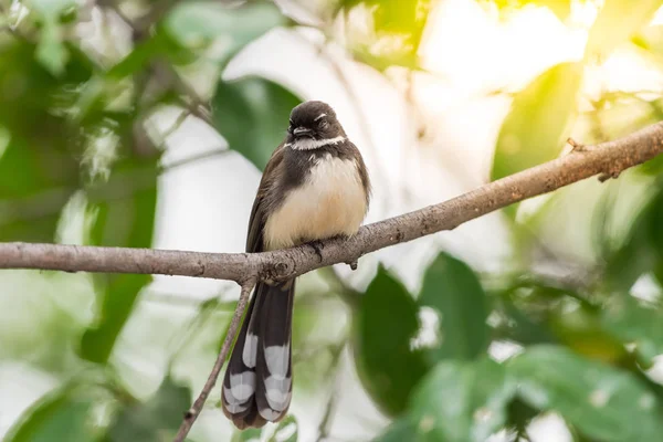 Bird (Malaysian Pied Fantail) en una naturaleza salvaje — Foto de Stock