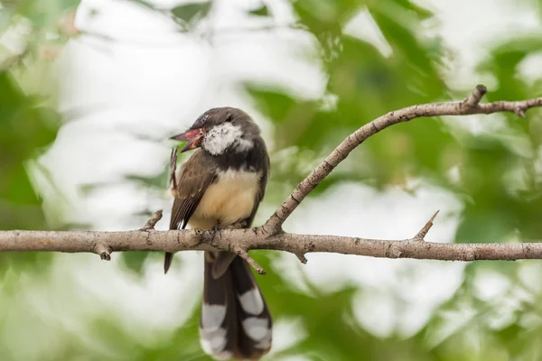 A természet vad madár (maláj Pied legyezőfarok) — Stock Fotó