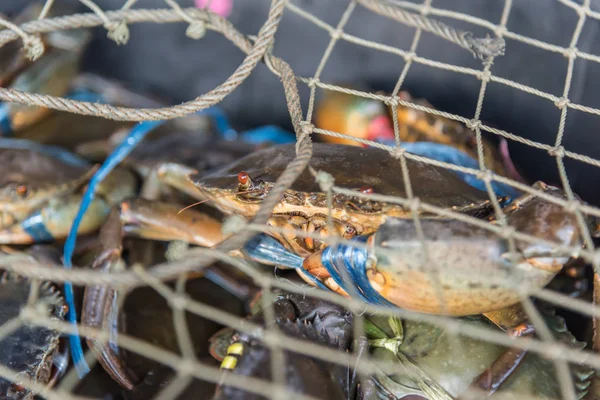 新鮮な生カニ海産物市場や通り食品で — ストック写真