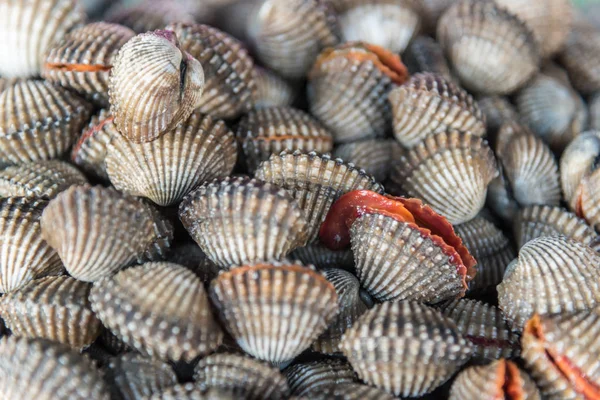 Cockles di mare crudo fresco vongole al mercato dei frutti di mare — Foto Stock