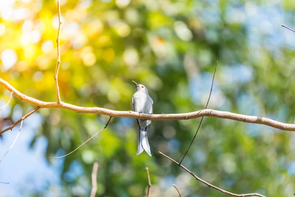 Bird (Ashy Drongo) on tree in nature wild — Stock Photo, Image