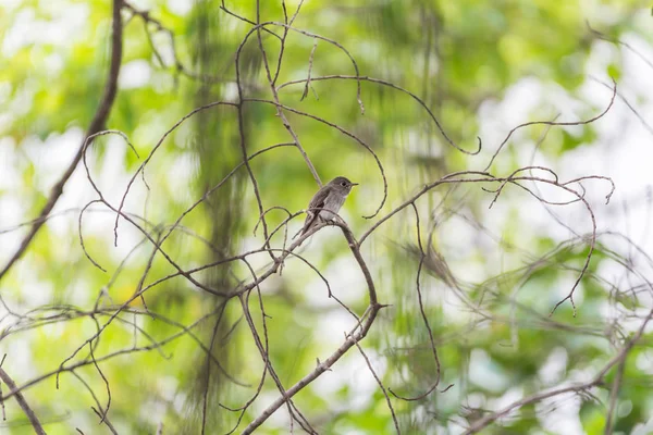 Pássaro (apanhador de moscas marrom asiático) na natureza selvagem — Fotografia de Stock