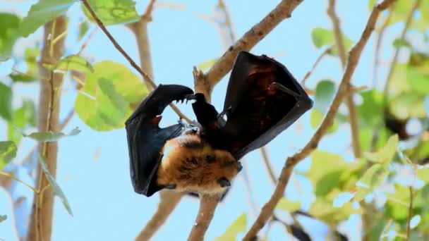 Fledermaus (Flughund, Pteropus lylei oder Pteropodidae), die in freier Wildbahn an einem Baum hängt