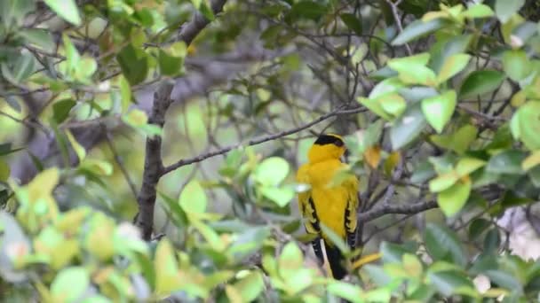 野生の自然の木に腰掛け鳥 コウライウグイス Oriolus Chinensi イエロー色 — ストック動画