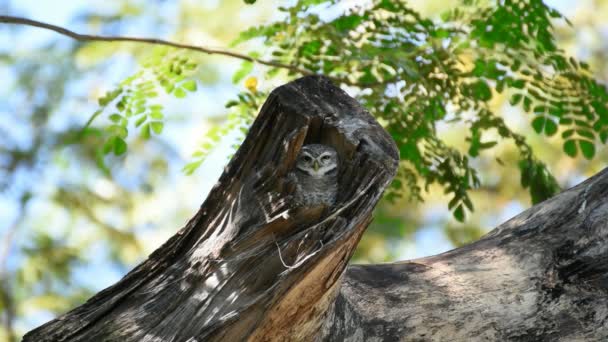 斑点を付けられたオウレット アテネ実際に Brama フクロウ 黒と白の色に野生の自然の木の腰掛け — ストック動画
