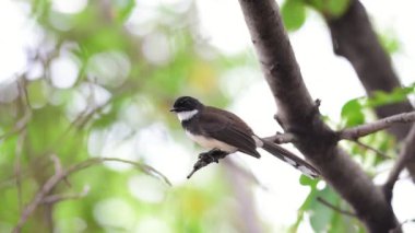Bir ağaç vahşi doğada kuş (Malezya tarihimin alaca, Rhipidura javanica) siyah ve beyaz renk tünemiş
