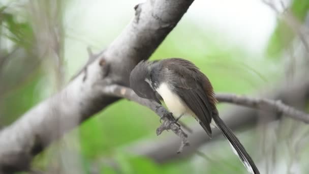 Vogel Maleise Pied Fantail Rhipidura Javanica Zwart Wit Kleur Zat — Stockvideo
