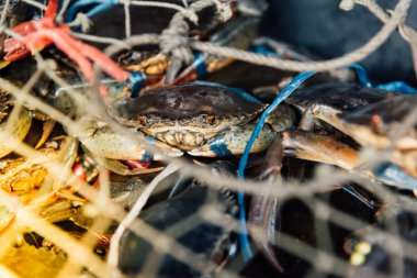 Taze çiğ Yengeç, deniz ürünleri Pazar veya sokak gıda