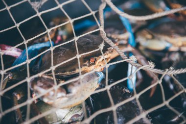 Taze çiğ Yengeç, deniz ürünleri Pazar veya sokak gıda