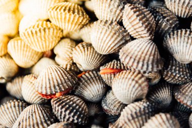 Taze çiğ deniz tarak istiridye deniz ürünleri Market